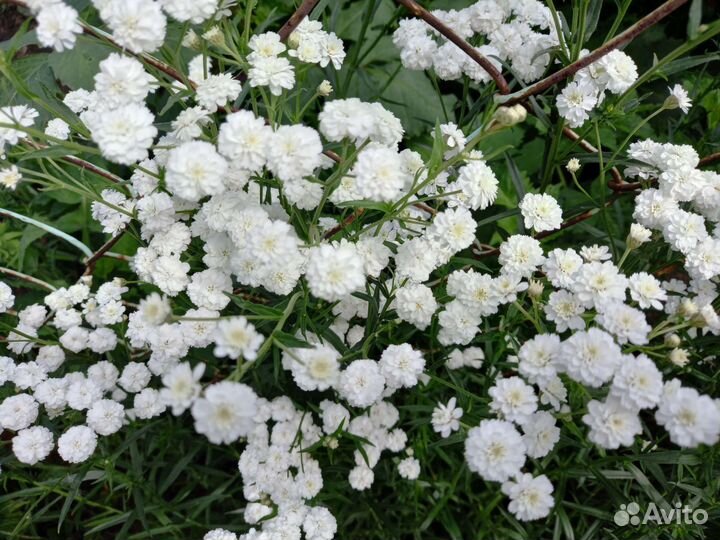 Неприхотливые садовые многолетники