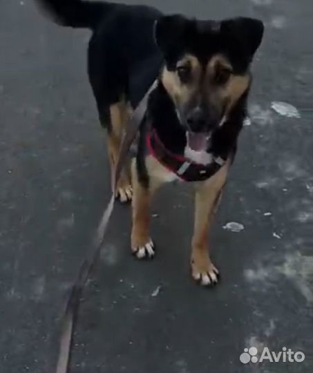 Спасите Рона