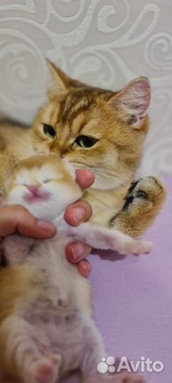 Котятки золотая шиншилла