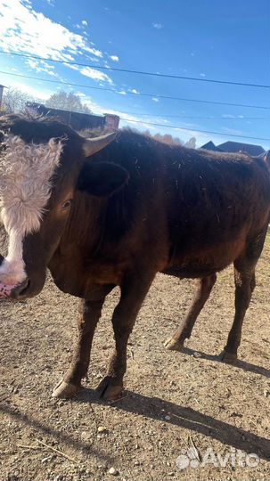 Бычки и быки