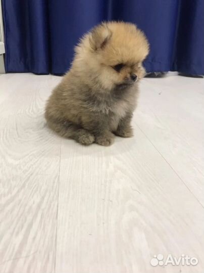 Щенки померанского шпица