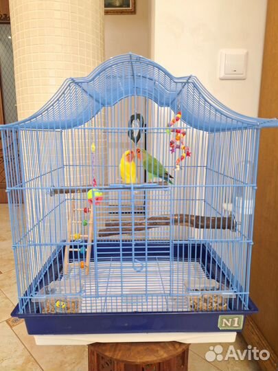 Попугаи неразлучники с клеткой