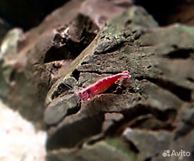 Камни для дизайна аквариума и.т.д