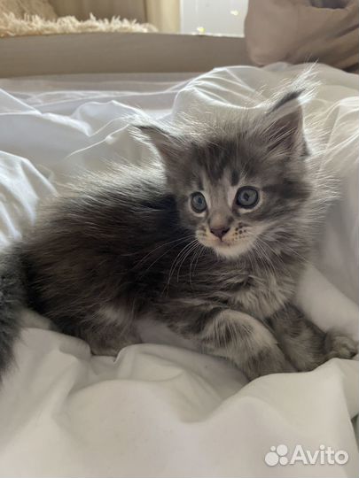 Котята мейн-кун