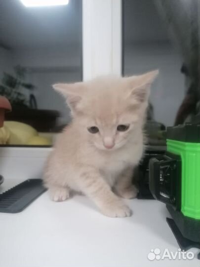 Кошка в дар