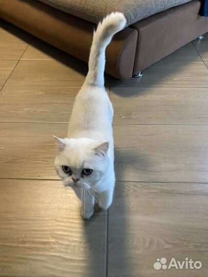 Британская кошка бесплатно