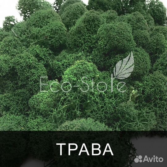 Стабилизированный мох