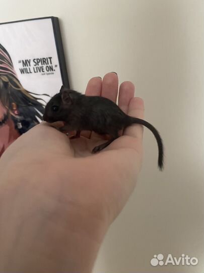 Монгольская песчанка