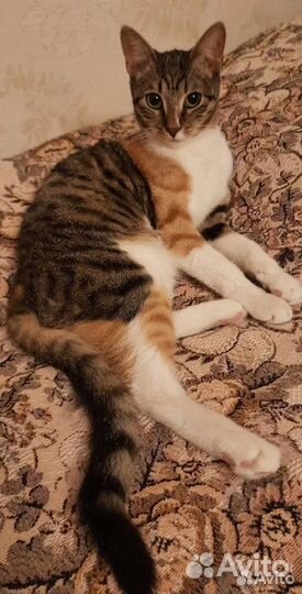 Замурчательной красавице очень нужен дом