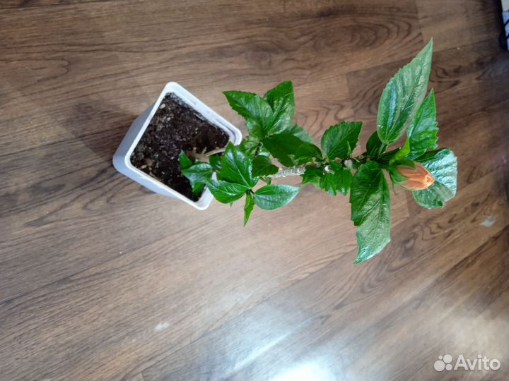 Сортовые гибискусы