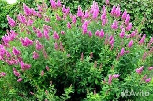 Кустарник спирея розовая