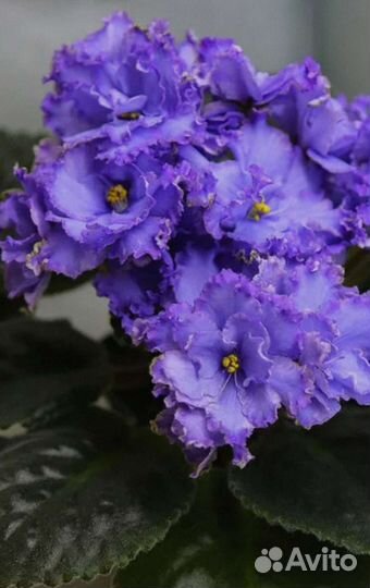 Сортовые сенполии