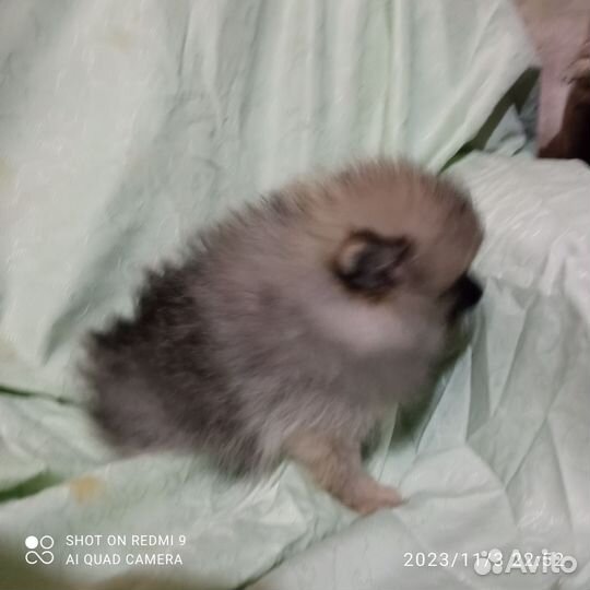 Девочка. С документами РКФ