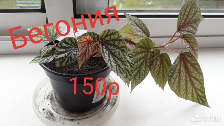 Бегония