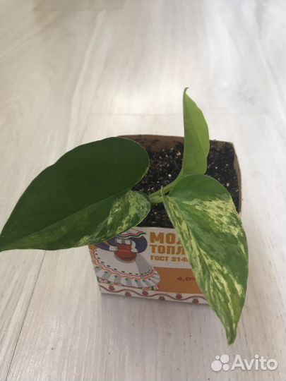 Эпипремнум марбл квин