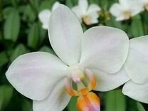 Орхидеи Phal. Hatuyuki