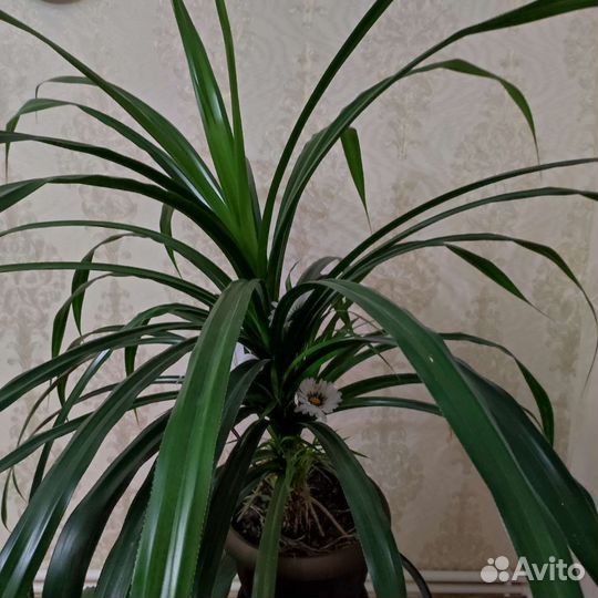Панданус цветок