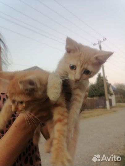 Котята