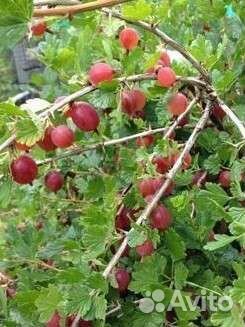 Саженцы крыжовника