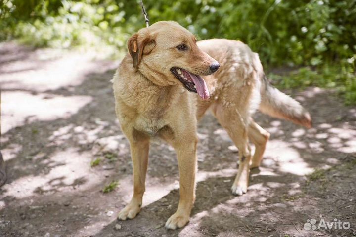 В добрые руки изящная собака Джима