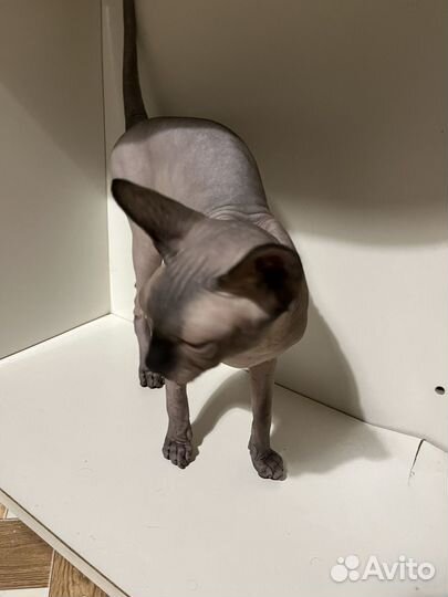 Канадский сфинкс