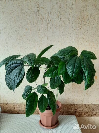 Клеродендрум