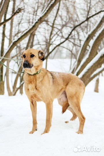 Бетхем- высокий статный червероногий друг