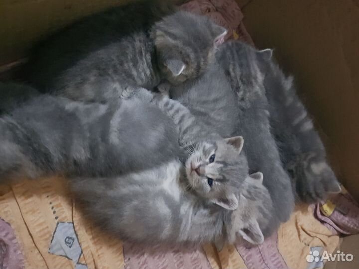 Котята только в добрые руки