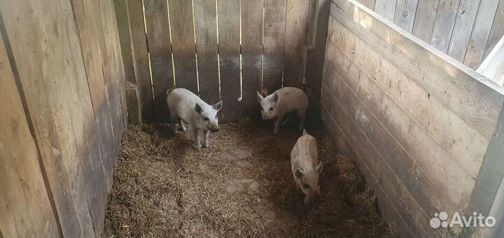 Поросята Венгерская мангалица