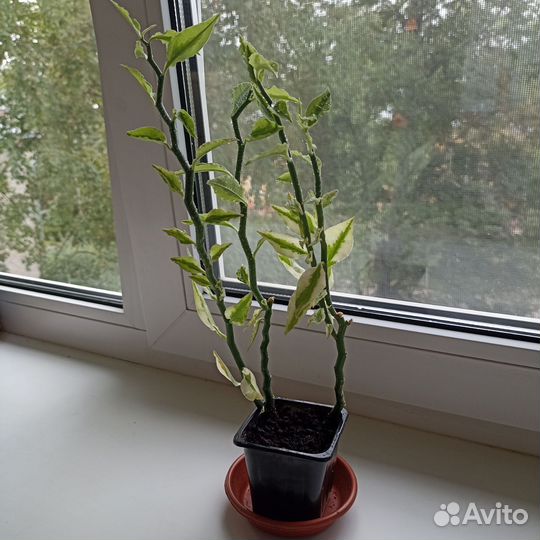 Цветок педилантус