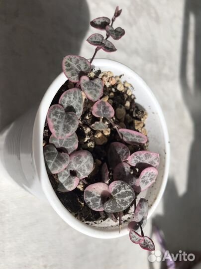 Церопегия вуда вариегатная