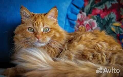 Вибриссы, усы рыжего кота