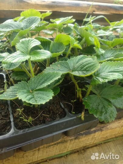 Клубника ремонтантная саженцы