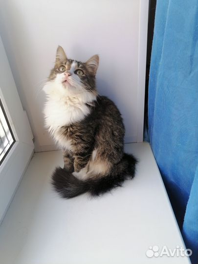 Котик в добрые руки