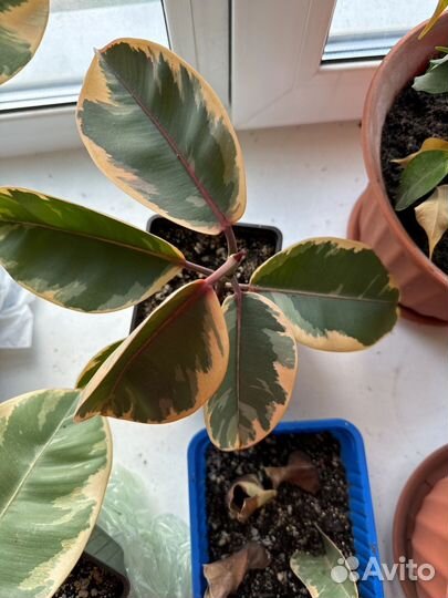 Фикус каучуконосный эластика