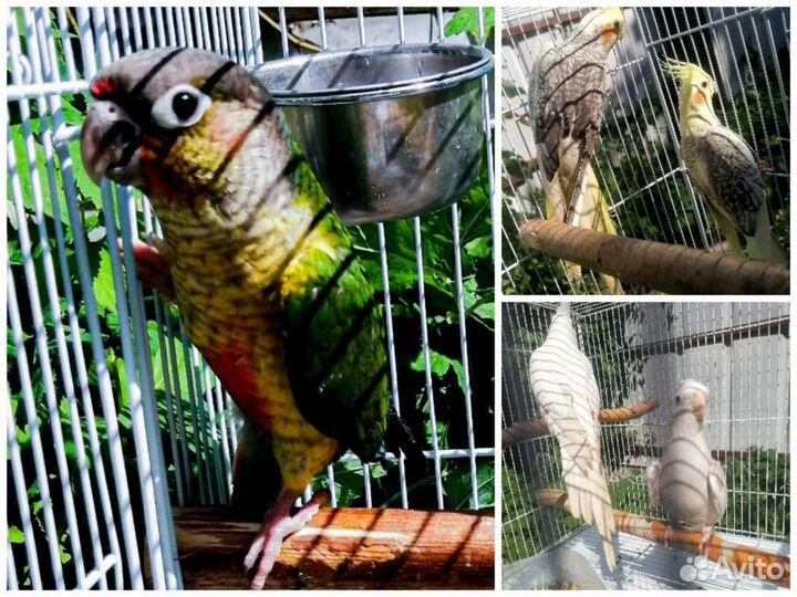 Попугай корелла и пиррура(птенцы)