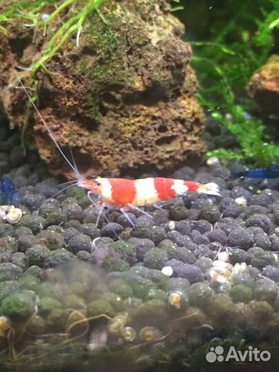 Аквариумные креветки.Гуппи(Чистые линии)