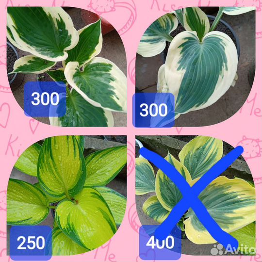 Многолетники