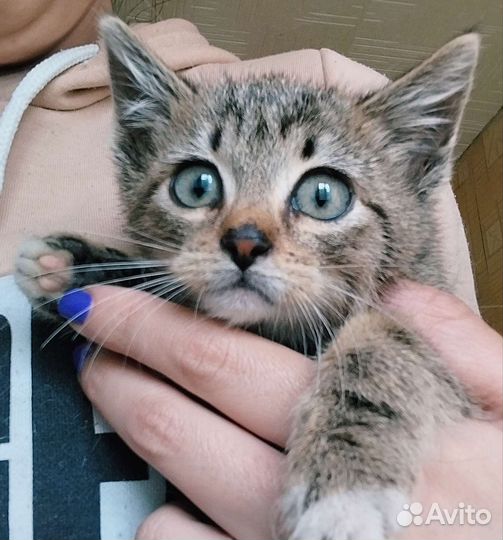 Котенок ищет дом