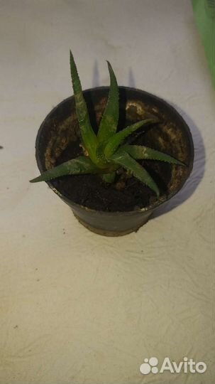 Суккуленты хавортия