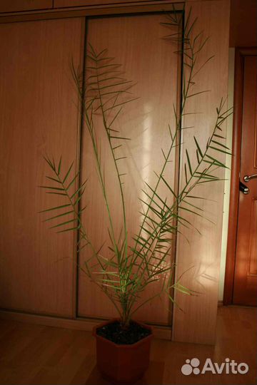 Финиковая пальма