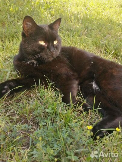 Кошка мышеловка в дар