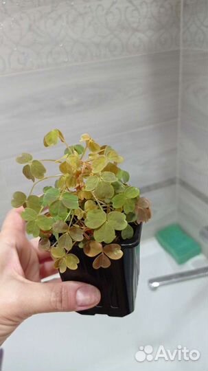 Комнатные растения