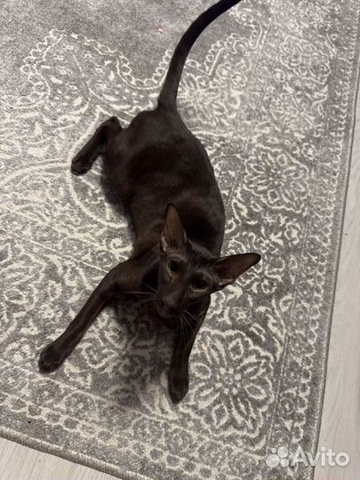 Ориентальный кот