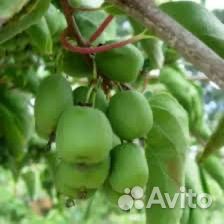 Актинидия (киви), лимонник