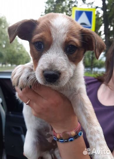 Чудесные малыши ищут добрые руки