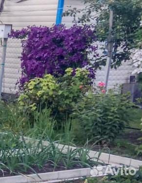 Клематис Виолет