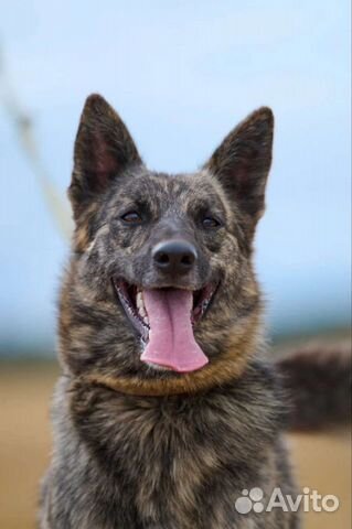 Собака в надежные руки