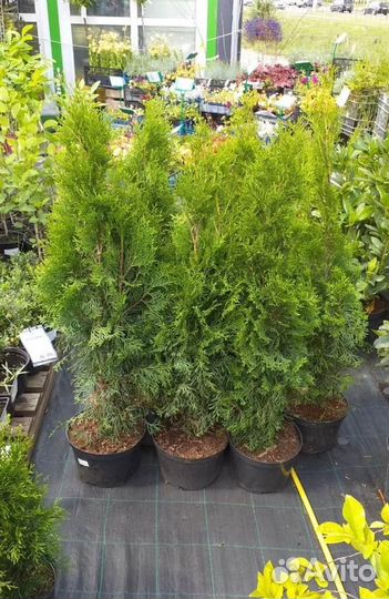 Туя смарагд 160-180 см