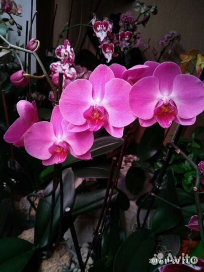 Орхидея фаленопсис